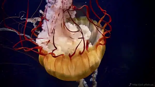 streamy test13 online show from 12/17/24, 08:12