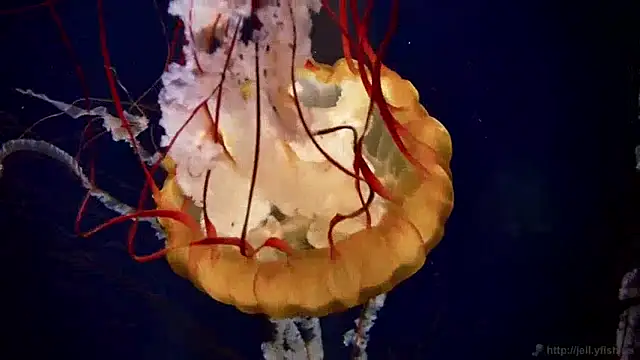 streamy test13 online show from 12/10/24, 08:19