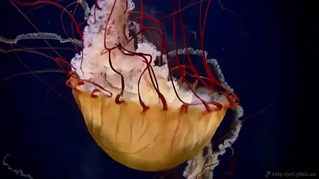 streamy test15 online show from 03/05/26, 10:45