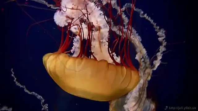 streamy test15 online show from 02/25/25, 08:14