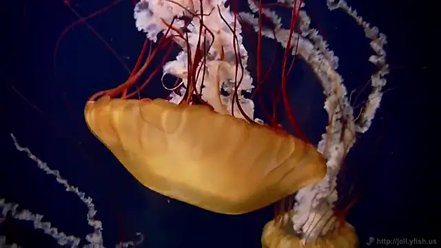 streamy test15 online show from 09/15/25, 11:10