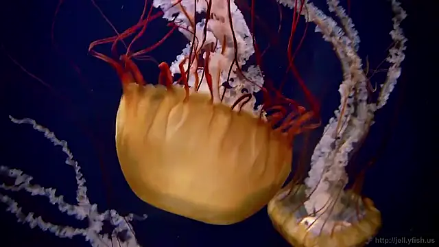 streamy test15 online show from 02/10/26, 08:46