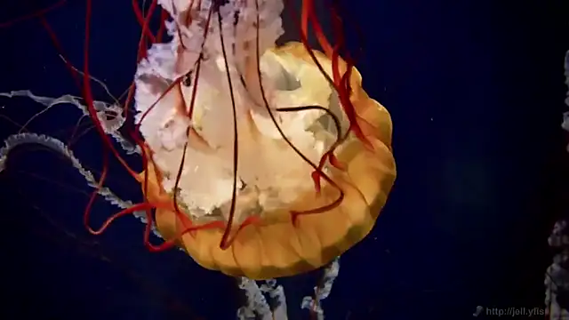 streamy test15 online show from 03/21/25, 08:17