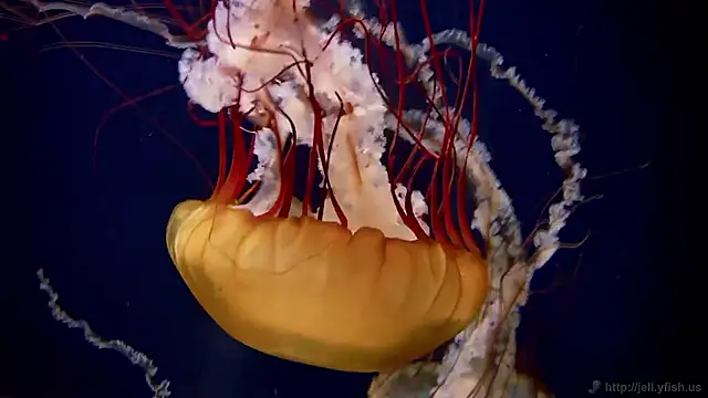 streamy test15 online show from 03/02/26, 07:48