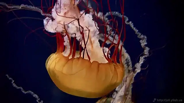 streamy test15 online show from 10/02/25, 08:18