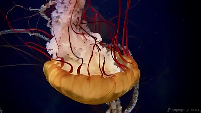 streamy test15 online show from 03/14/25, 08:10