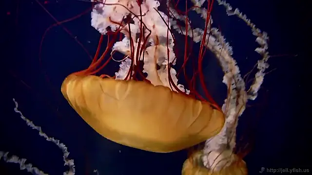 streamy test15 online show from 01/14/26, 11:58