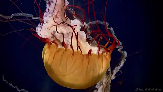 streamy test15 online show from 02/26/26, 01:33