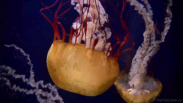 streamy test15 online show from 12/20/24, 01:11