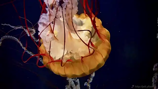 streamy test15 online show from 09/22/25, 06:03