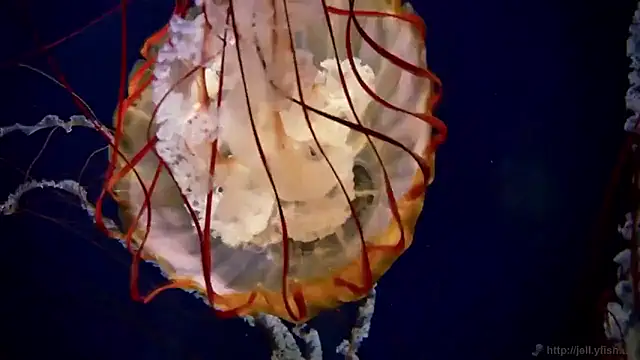 streamy test15 online show from 12/16/25, 10:19