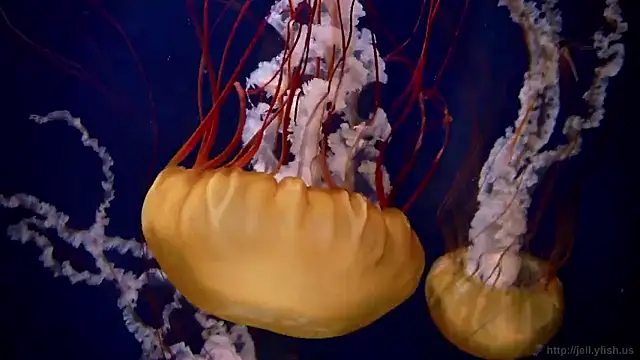 streamy test15 online show from 01/16/26, 06:12