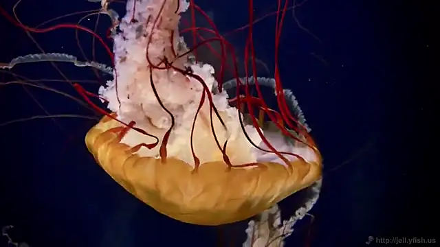 streamy test15 online show from 02/04/25, 08:13