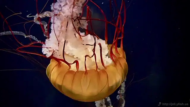 streamy test15 online show from 11/06/25, 02:54