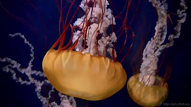 streamy test15 online show from 11/13/25, 11:58