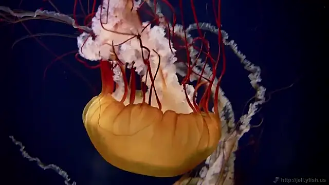 streamy test15 online show from 03/03/26, 05:09