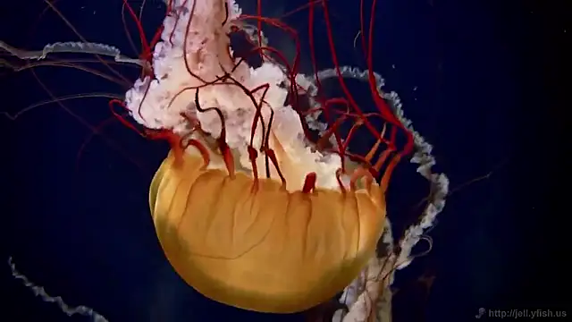 streamy test15 online show from 02/16/26, 04:38