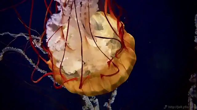 streamy test15 online show from 12/15/25, 09:48