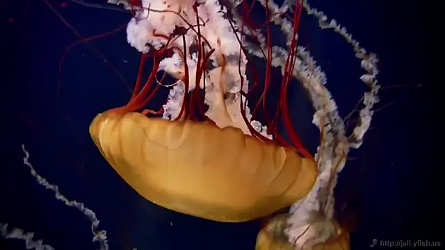 streamy test15 online show from 12/19/25, 01:13