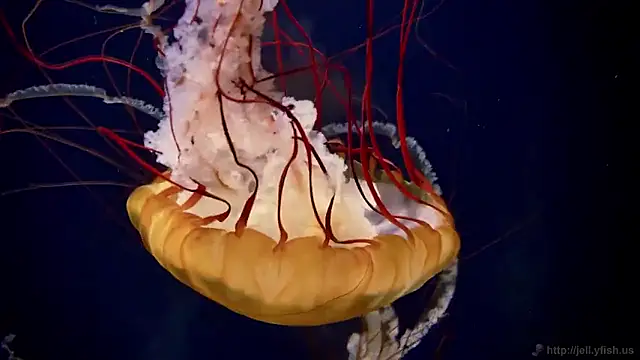 streamy test15 online show from 02/05/26, 10:22