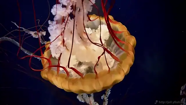 streamy test15 online show from 03/18/25, 08:17