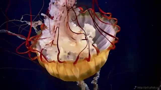 streamy test15 online show from 12/17/25, 04:45