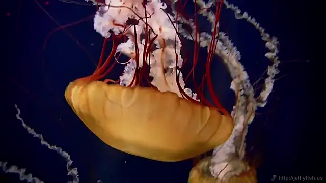 streamy test15 online show from 02/25/26, 11:32