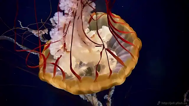 streamy test15 online show from 02/27/26, 09:09