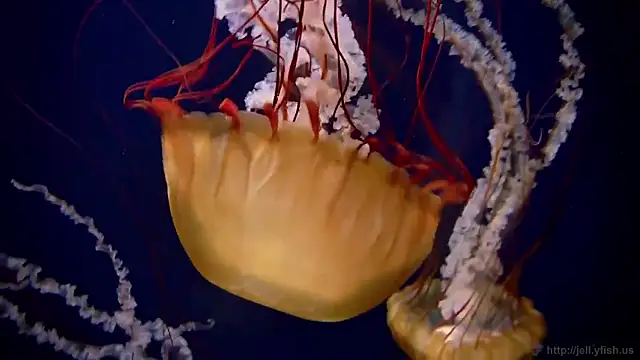 streamy test15 online show from 02/02/26, 01:21