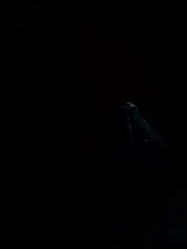 REVA DARLING online show from 10/15/25, 04:44