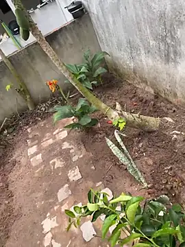 king cum  online show from 02/11/26, 03:12