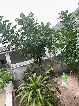 king cum  online show from 02/12/26, 02:28