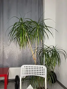 Polli Kiss online show from 03/11/25, 07:36