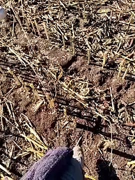 murokkk31 online show from 12/18/25, 09:36