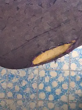 publicsir online show from 04/10/26, 04:25