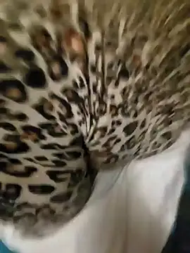 Cameltoekilla online show from 01/17/25, 02:08