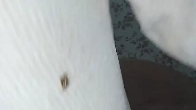 mei hosina online show from 02/18/26, 03:52