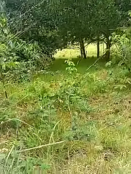 Snapshot of Cuervo_maniaco chatting on 10/30/25, 05:32 Cuervo maniaco online show from 10/30/25, 05:32