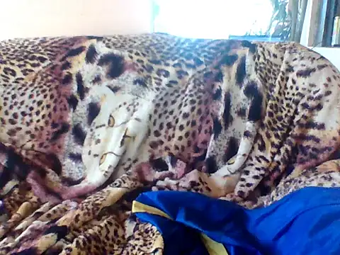 Snapshot of sellvageria chatting on 09/21/25, 03:50 sellvageria online show from 09/21/25, 03:50