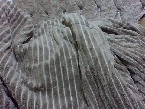 zoey10 online show from 03/19/26, 11:54