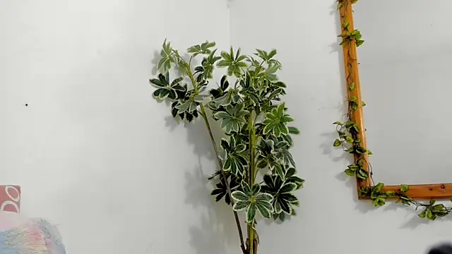 BonnieCute  online show from 12/17/25, 12:15