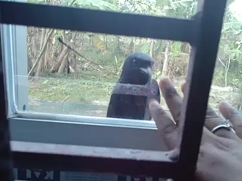 Unlucky-flowers online show from 03/15/26, 07:37