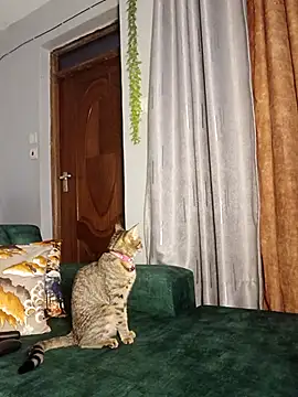 C-yoyo online show from 12/14/25, 09:59