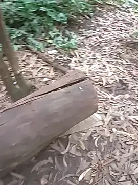 mis312 online show from 11/27/25, 04:29