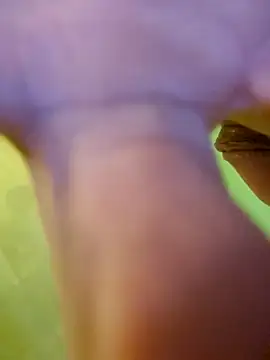 Snapshot of jorwee chatting on 01/15/25, 07:26 jorwee online show from 01/15/25, 07:26