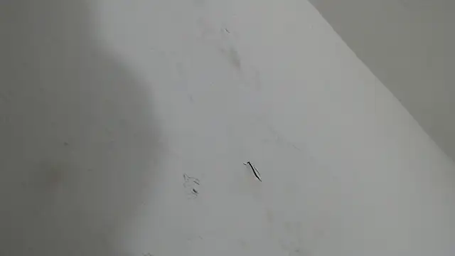 Snapshot of brant_garciabbc chatting on 01/18/26, 06:17 brant garciabbc online show from 01/18/26, 06:17