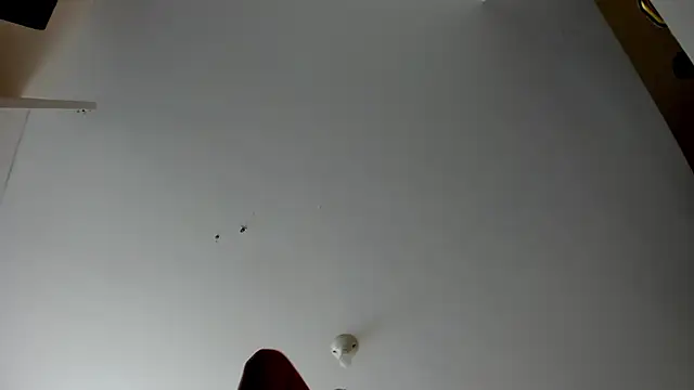 evely coelloo online show from 11/05/25, 04:10