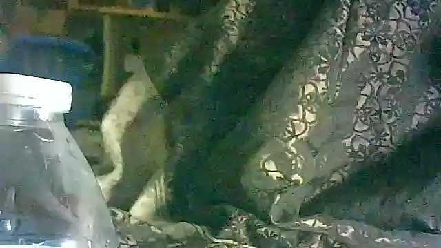 DI4MOND FIR3 online show from 03/17/26, 05:54