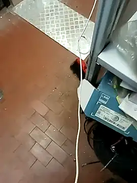 Porco81cazzo online show from 12/21/25, 12:07