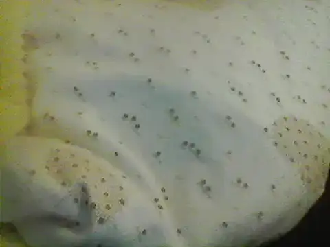 Bigpenis6y online show from 01/24/25, 05:21